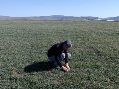 خسارت  سرمازدگی و آفات گیاهی به مزارع گندم و جو استان اردبیل