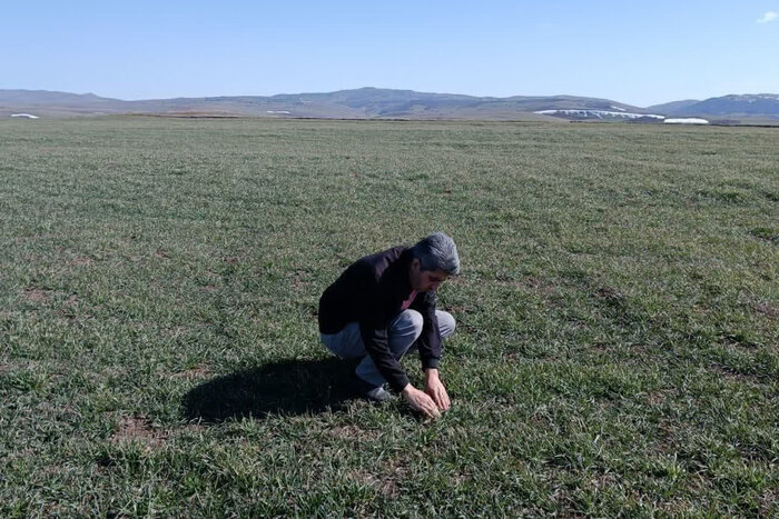 خسارت  سرمازدگی و آفات گیاهی به مزارع گندم و جو استان اردبیل