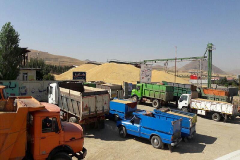 حمل و خروج گندم بدون مجوز از استان اردبیل ممنوع است